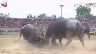 越南斗牛在线观看,在线观看的独特体验